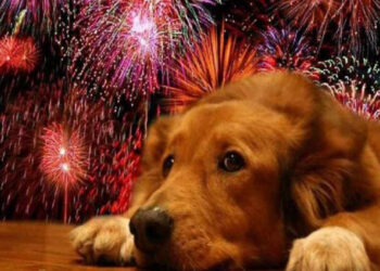 Experto alerta sobre daños de fuegos artificiales en mascotas