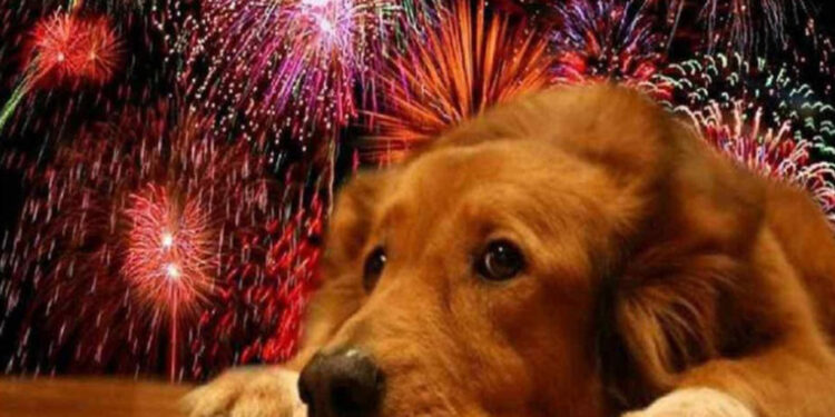 Experto alerta sobre daños de fuegos artificiales en mascotas
