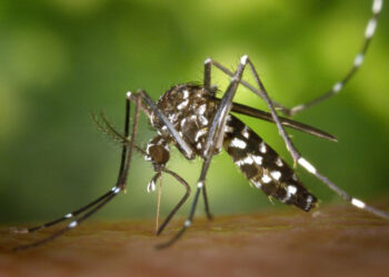 OMS alerta al mundo por alza de muertes y casos de malaria