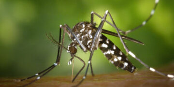 OMS alerta al mundo por alza de muertes y casos de malaria