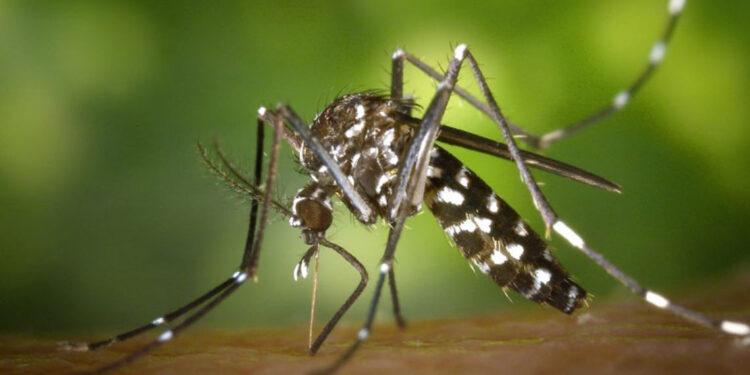 OMS alerta al mundo por alza de muertes y casos de malaria