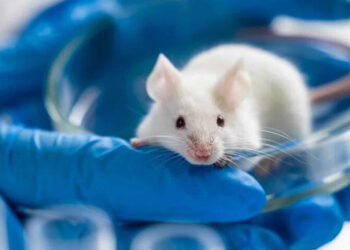 Rejuvenecen el sistema inmunitario en ratones con ARNm