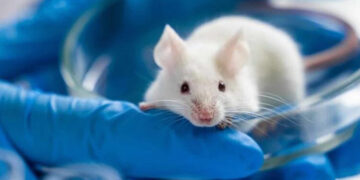 Rejuvenecen el sistema inmunitario en ratones con ARNm