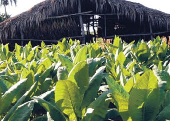 Sanción de EE. UU. a Chen Zhi impacta a tabacalera dominicana
