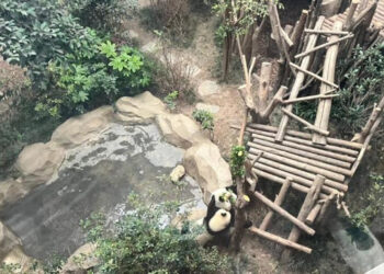 Tensiones entre Japón y China llevan a la repatriación de los últimos pandas