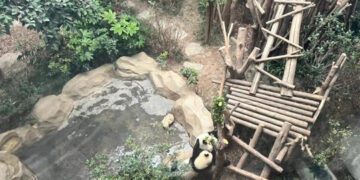 Tensiones entre Japón y China llevan a la repatriación de los últimos pandas