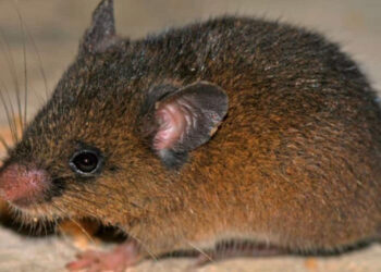 Hallan nueva especie de roedor en los Andes de Perú