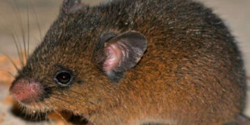 Hallan nueva especie de roedor en los Andes de Perú