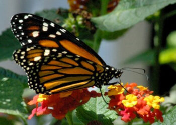 Altas temperaturas amenazan a la mariposa monarca