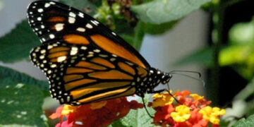 Altas temperaturas amenazan a la mariposa monarca
