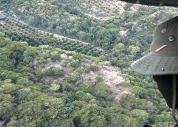 Incautan 1,835 matas en cultivo de marihuana en Peravia