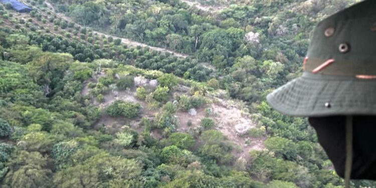 Incautan 1,835 matas en cultivo de marihuana en Peravia