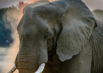 Muere tercer turista atacado por elefante en Tailandia