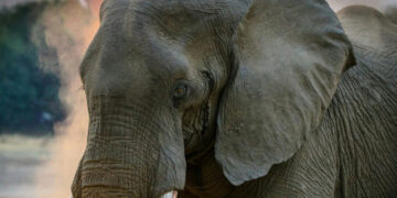 Muere tercer turista atacado por elefante en Tailandia