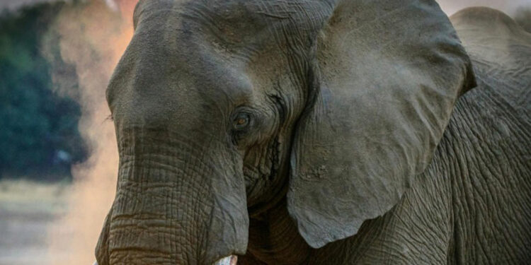 Muere tercer turista atacado por elefante en Tailandia