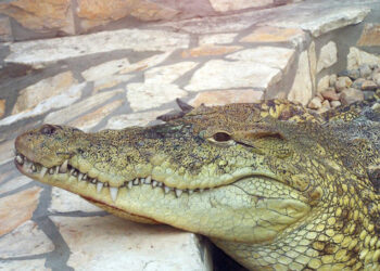 Buscan cocodrilo escapado en Puerto Plata