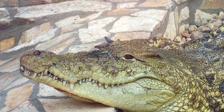 Buscan cocodrilo escapado en Puerto Plata
