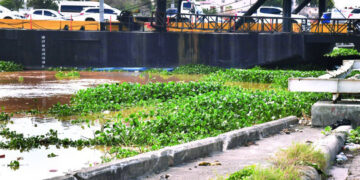 Lilas vuelven a acumularse en el puente flotante del Ozama