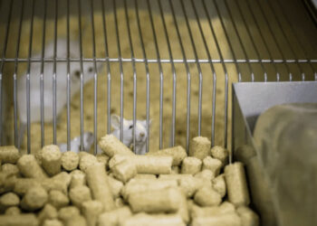 Nueva inmunoterapia contra el alzhéimer funciona en ratones