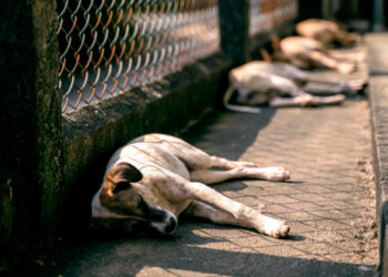 Sobrepoblación de animales callejeros en RD exige esterilización