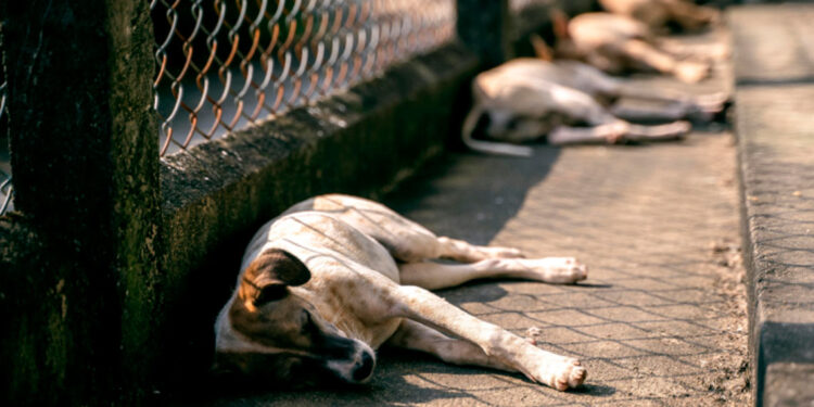 Sobrepoblación de animales callejeros en RD exige esterilización