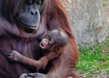 Nace orangután de Borneo en peligro en Madrid