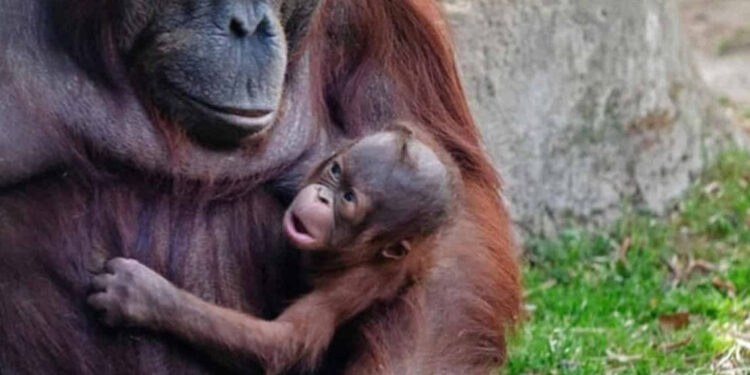 Nace orangután de Borneo en peligro en Madrid