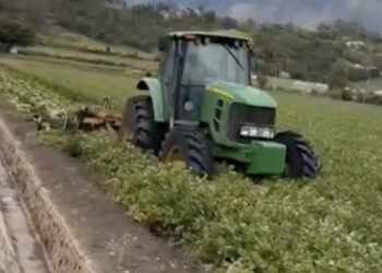 Agricultores de Constanza alertan crisis agrícola