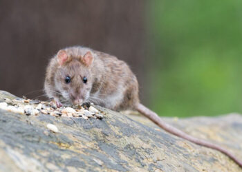 OMS mantiene bajo riesgo mundial por hantavirus