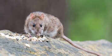 OMS mantiene bajo riesgo mundial por hantavirus