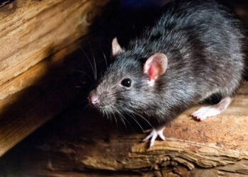 Salud Pública descarta brotes de hantavirus en RD
