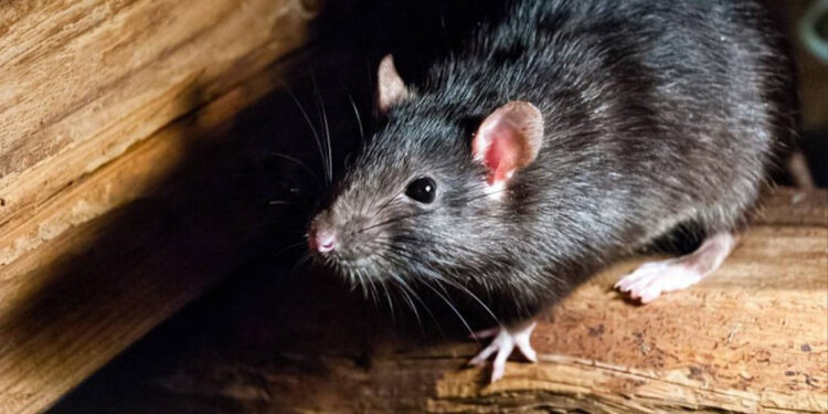Salud Pública descarta brotes de hantavirus en RD