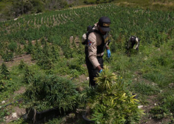 DNCD desmantela plantación de marihuana en Ocoa