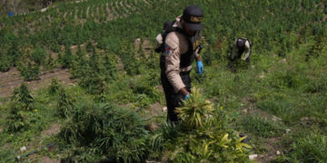 DNCD desmantela plantación de marihuana en Ocoa