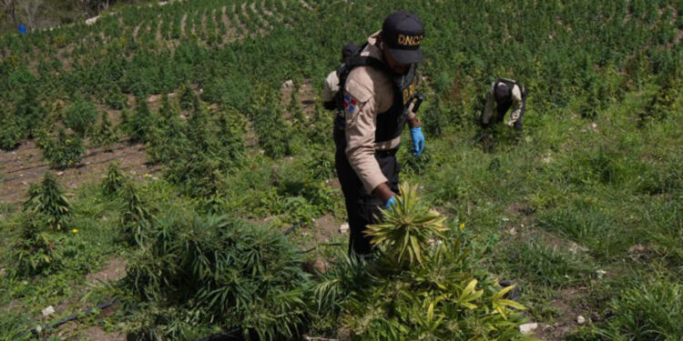 DNCD desmantela plantación de marihuana en Ocoa