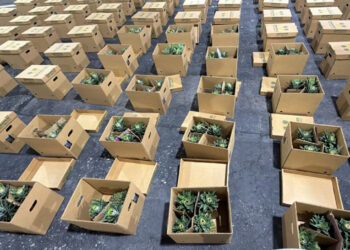 Ocupan cocaína oculta en piñas con destino a Afganistán