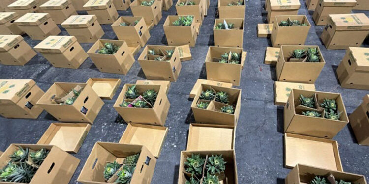 Ocupan cocaína oculta en piñas con destino a Afganistán