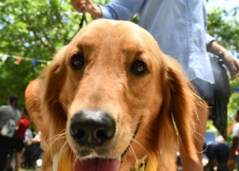 Alcaldía de SDN celebra el Día del Canino