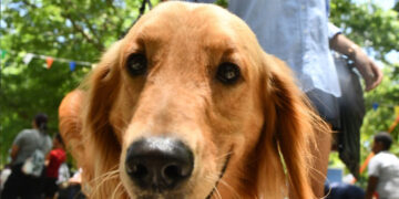 Alcaldía de SDN celebra el Día del Canino