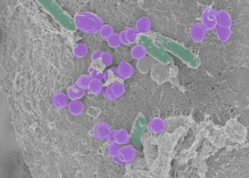 Crean primera célula sintética que crece y se reproduce
