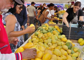 Veto de EE. UU. provocará pérdidas millonarias al mango de Baní
