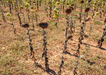Europa enfrenta sequía extrema y Francia raciona el agua
