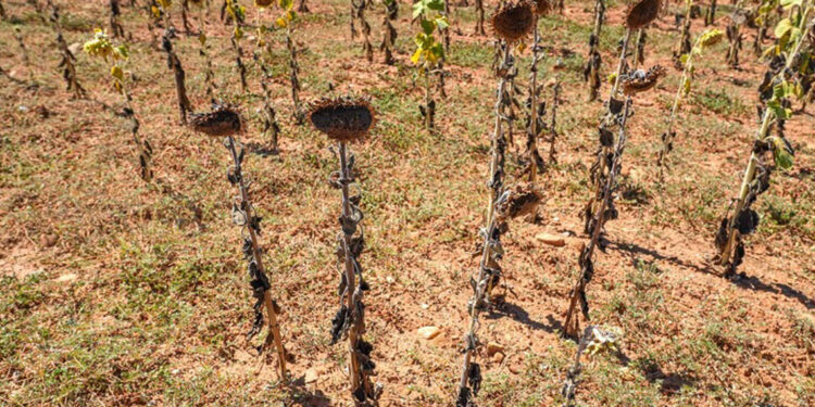 Europa enfrenta sequía extrema y Francia raciona el agua