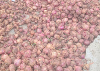 Productores de Ocoa reclaman pago de RD$100 millones