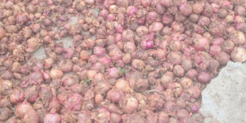 Productores de Ocoa reclaman pago de RD$100 millones